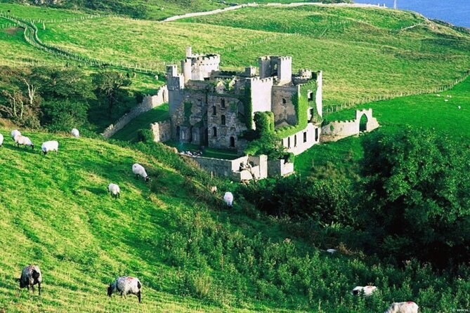 The ruin of Clifden Castle on a green slope, with sheep grazing below it