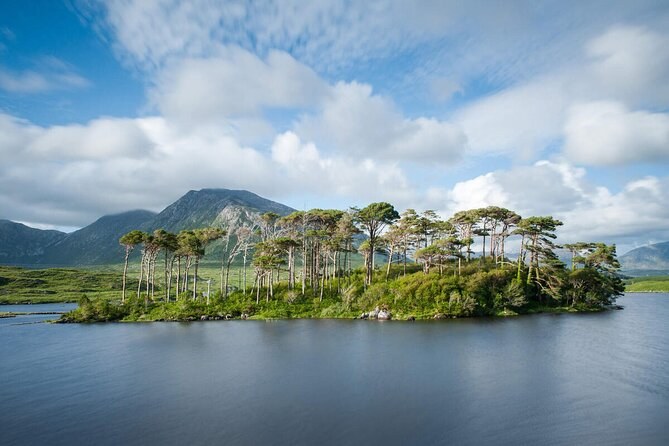 A small island of tall pines on a Connemara lough, mountains behind