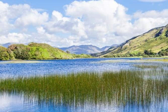 Reeds in the foreground of a blue lake below green hills and a mountain