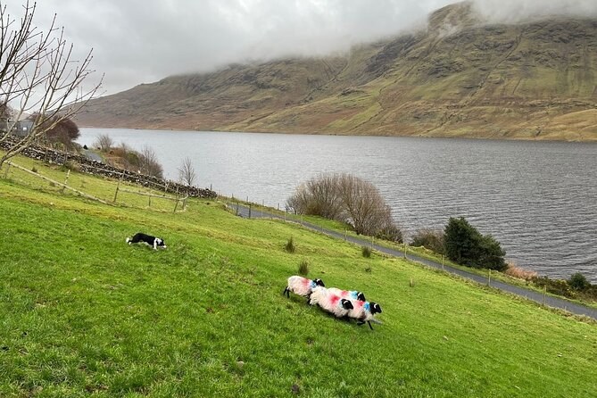 A sheepdog and marked sheep on a slope above a long mountain inlet