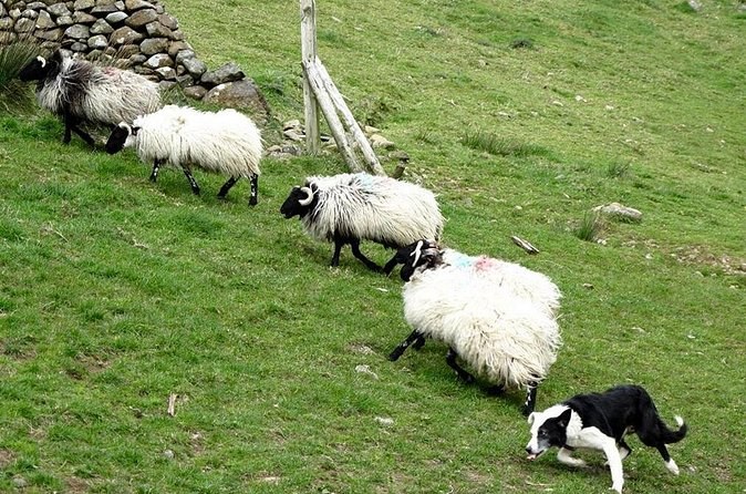 A black and white sheepdog driving blackface sheep across a hillside