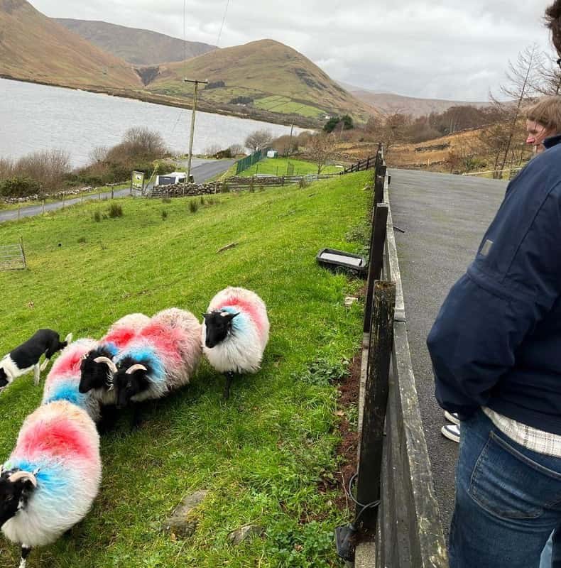 Small Group Tour: Connemara, Kylemore Abbey & Sheepdog Show