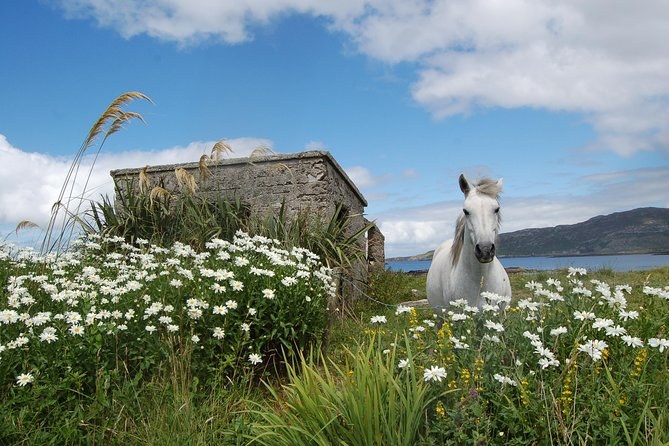 A white pony among daisies beside an old stone building near the sea